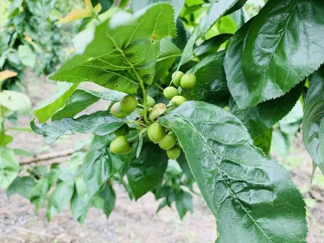 贵州黄平成功种植车厘子，预计半个月后即可采摘