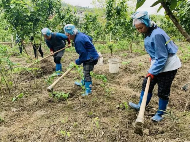 贵州黄平成功种植车厘子，预计半个月后即可采摘