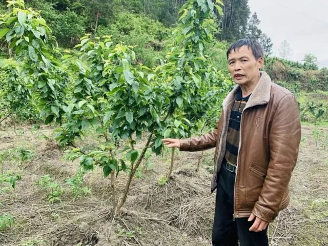 贵州黄平成功种植车厘子，预计半个月后即可采摘