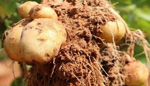 土豆种植指南：如何选择最佳种植时间确保土豆健康生长