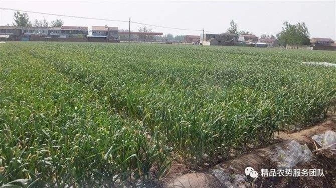 大蒜种植过冬技巧：如何确保大蒜安全越冬并提高产量
