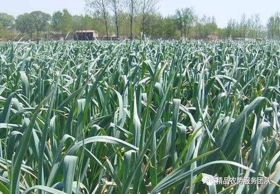 大蒜种植过冬技巧：如何确保大蒜安全越冬并提高产量