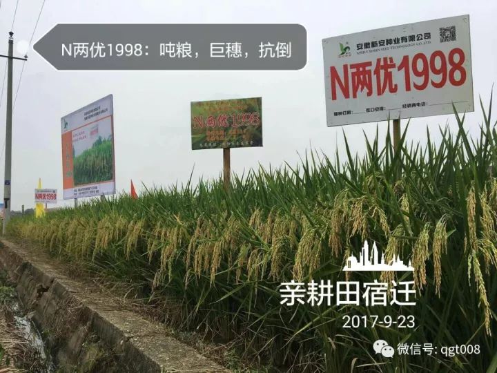 大蒜种植过冬技巧：如何确保大蒜安全越冬并提高产量