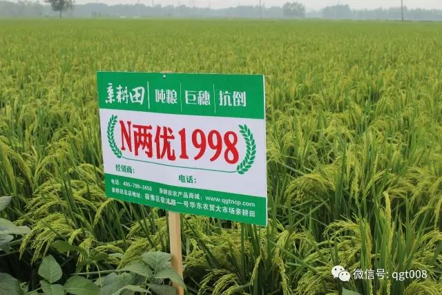 大蒜种植过冬技巧：如何确保大蒜安全越冬并提高产量