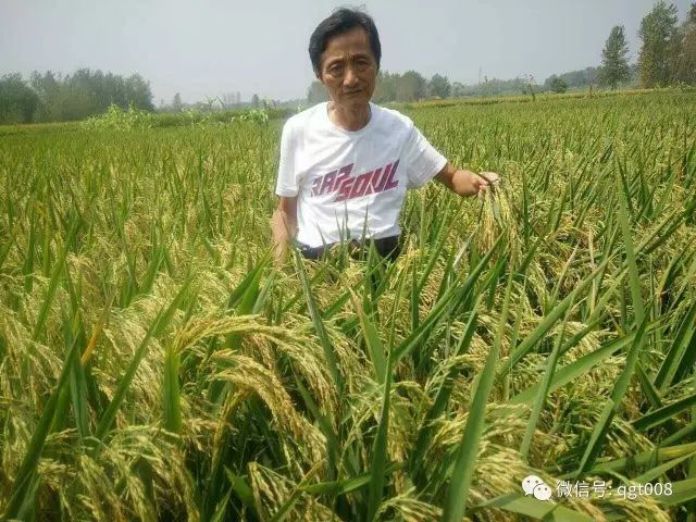 大蒜种植过冬技巧：如何确保大蒜安全越冬并提高产量