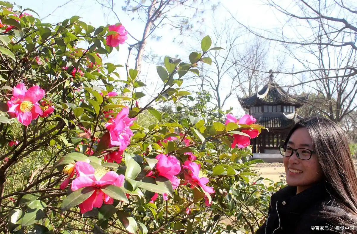 茶花叶子干枯的三大原因及三个简单步骤轻松预防