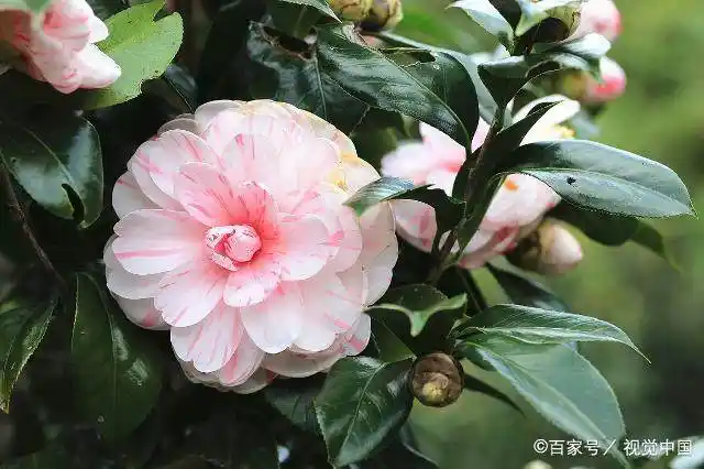 山茶花养护技巧：如何让山茶花长得更加茂盛