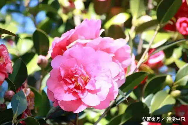 山茶花养护技巧：如何让山茶花长得更加茂盛