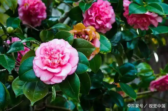 山茶花养护技巧：如何让山茶花长得更加茂盛