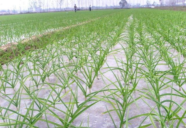 冬季大蒜追肥指南：最佳时间与肥料选择全解析