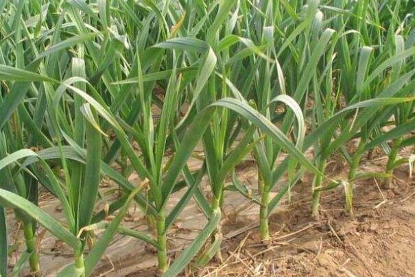 冬季大蒜追肥指南：最佳时间与肥料选择全解析