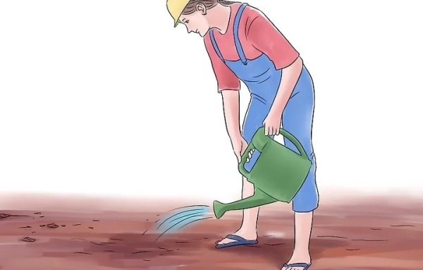 黄瓜种植的最佳时间与生长周期详解：从播种到收获的全过程