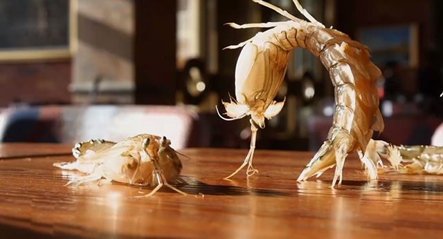 吃货福音：皮皮虾价格即将大降，人工养殖技术成功实现