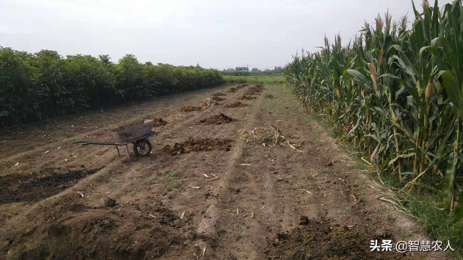 大蒜高产种植技巧：最佳种植时间与简易流程全解析