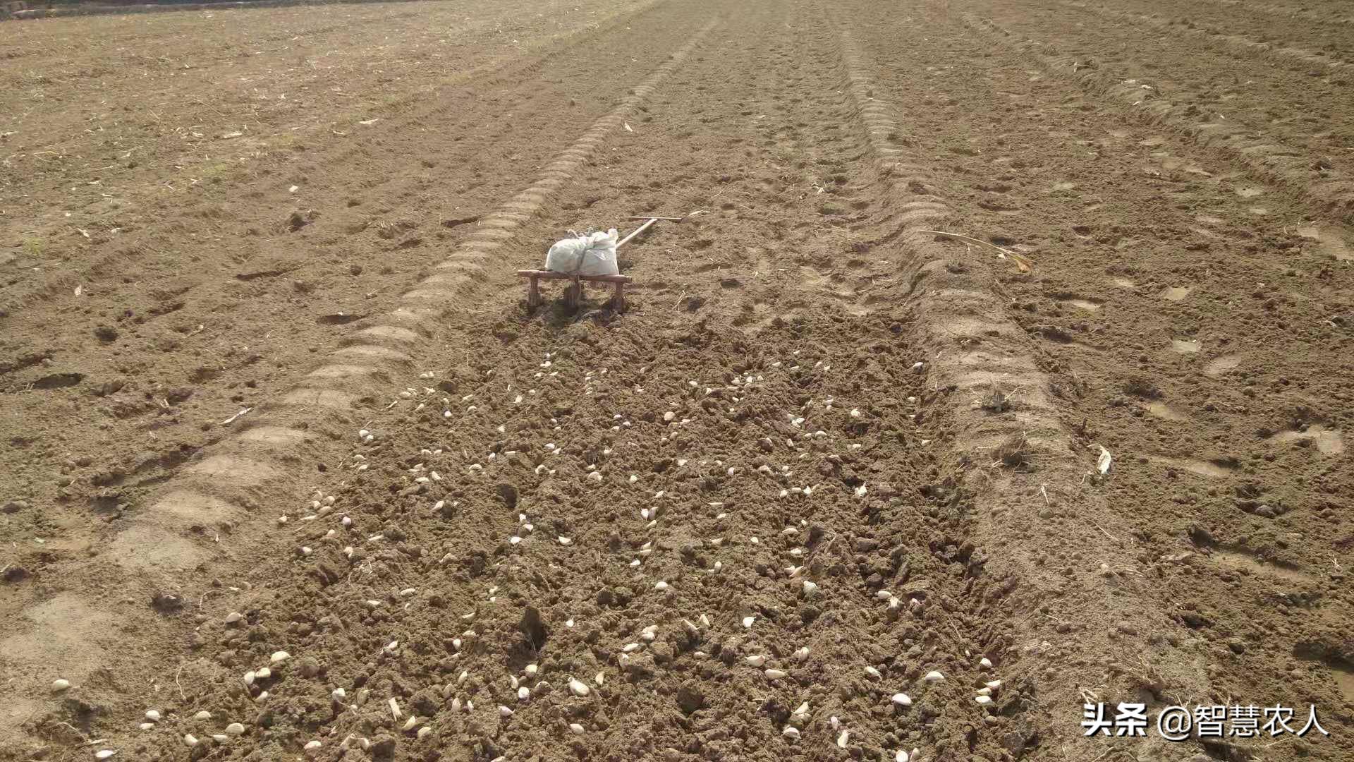大蒜高产种植技巧：最佳种植时间与简易流程全解析