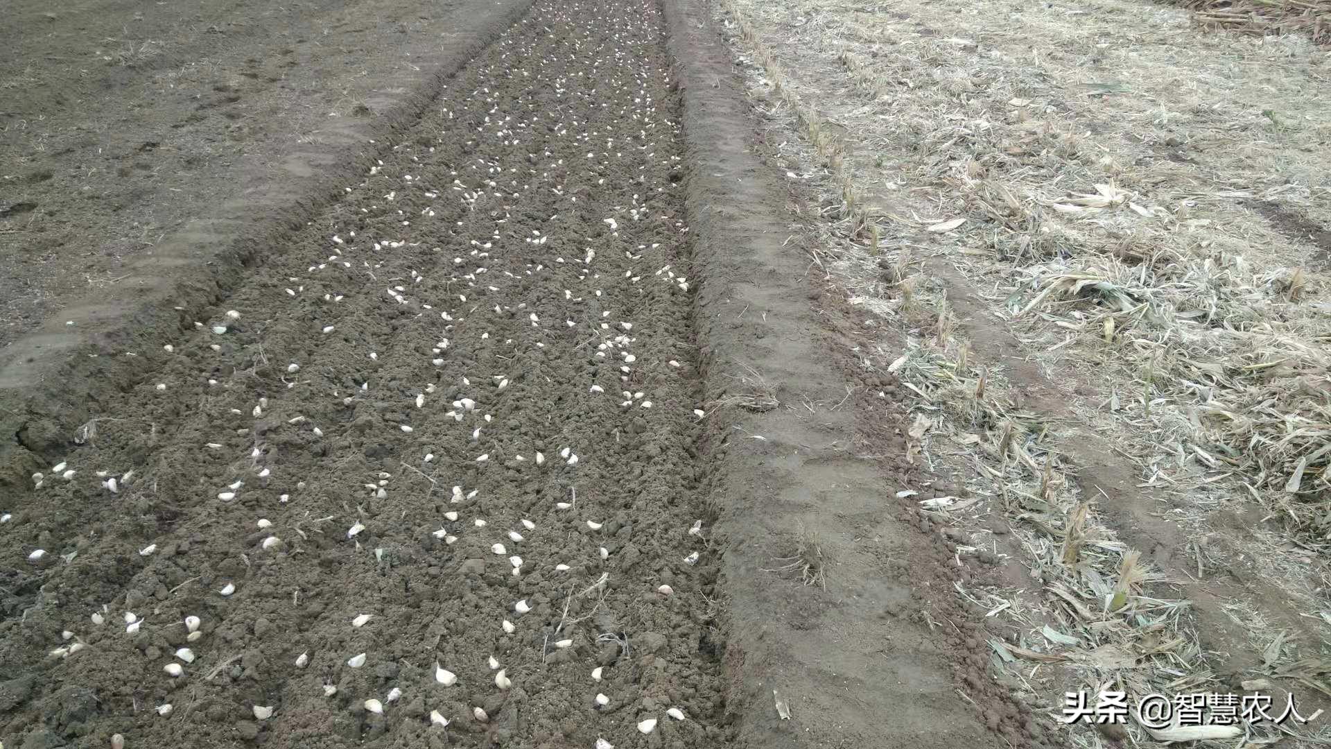 大蒜高产种植技巧：最佳种植时间与简易流程全解析