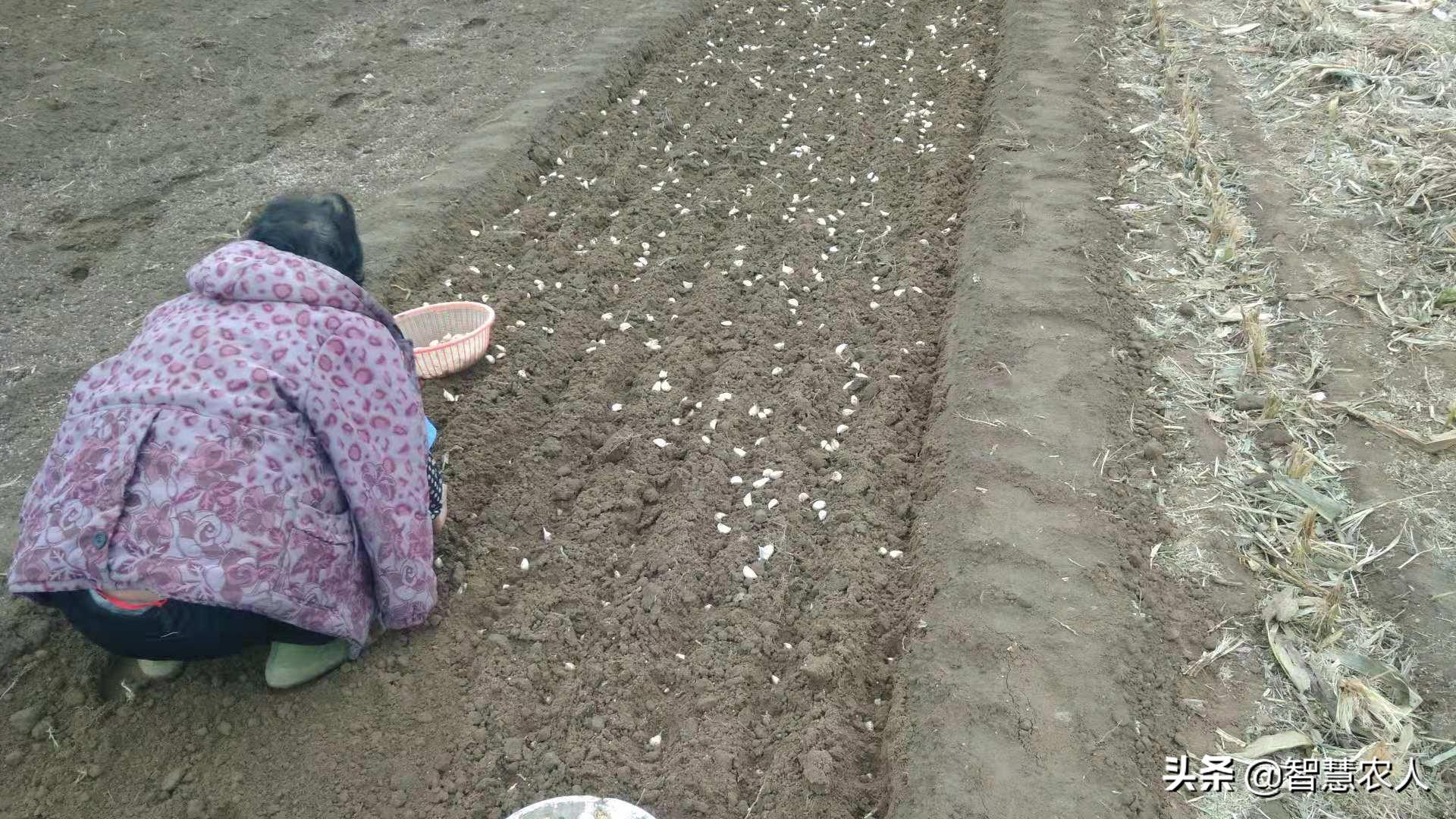 大蒜高产种植技巧：最佳种植时间与简易流程全解析