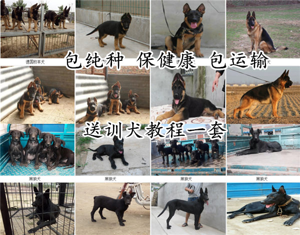 延安甘泉金毛大型养狗基地：专业养殖、优质服务、详细地址及联系方式