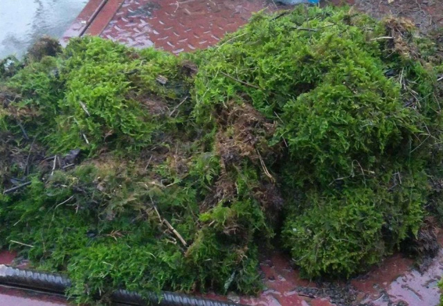 使用苔藓养兰花的技巧：保湿通透性强，轻松降低操作难度