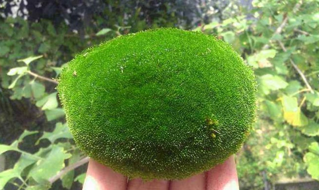使用苔藓养兰花的技巧：保湿通透性强，轻松降低操作难度