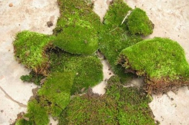 使用苔藓养兰花的技巧：保湿通透性强，轻松降低操作难度