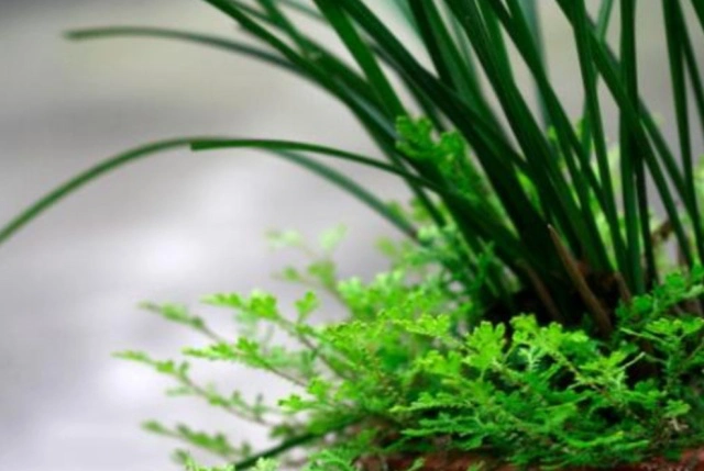使用苔藓养兰花的技巧：保湿通透性强，轻松降低操作难度