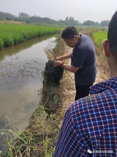 探索小龙虾养殖的新思路，勇敢尝试的朋友不妨小规模实践
