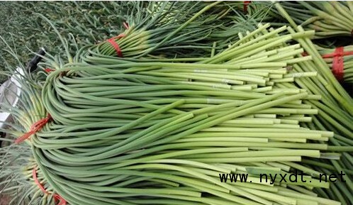蒜薹栽培技巧：如何高效种植蒜苔？全面指南解析