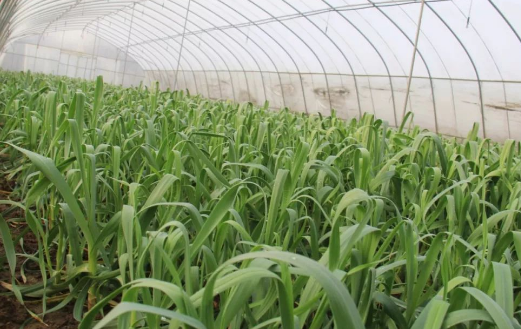 大棚蒜苔种植全攻略：最佳时间与高效方法详解