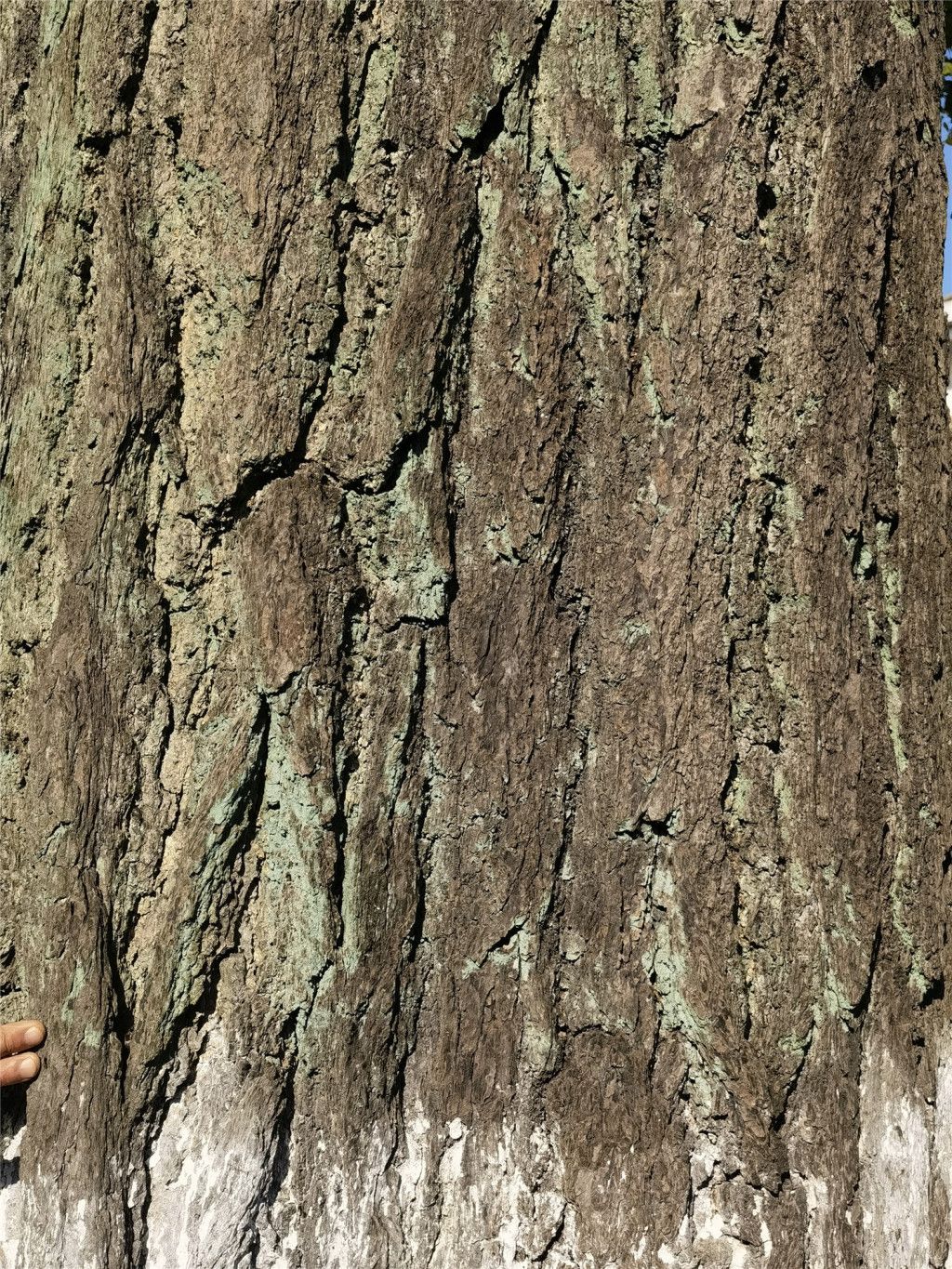 每日物种故事：银杏，探索中国特有的孑遗植物及其独特魅力