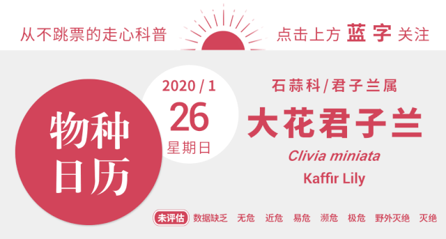 揭秘：这种花为何差点成为全中国人民的爸爸？历史背后的故事