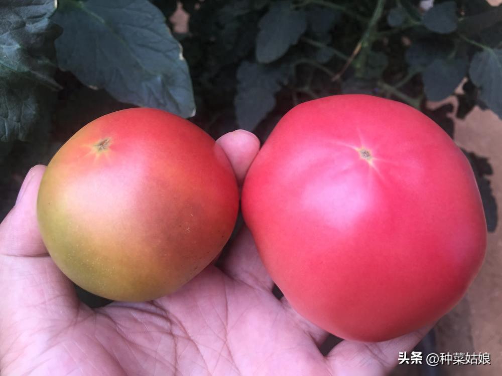 草莓番茄火了？揭秘草莓番茄的特点、价格及家庭种植技巧
