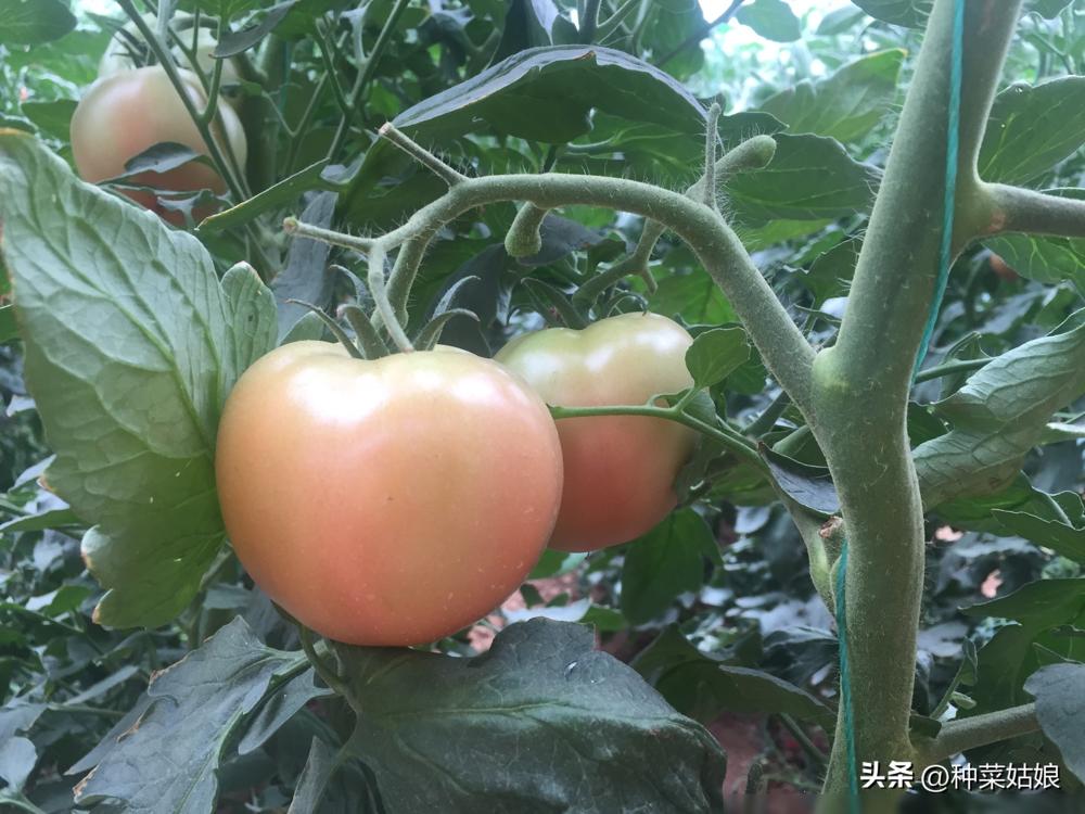 草莓番茄火了？揭秘草莓番茄的特点、价格及家庭种植技巧