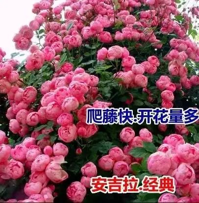 爬藤蔷薇花种子四季开花，打造重瓣浓香大花月季花海，耐寒易活爆满墙