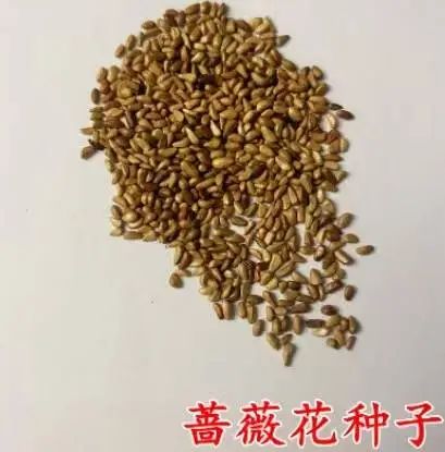 爬藤蔷薇花种子四季开花，打造重瓣浓香大花月季花海，耐寒易活爆满墙