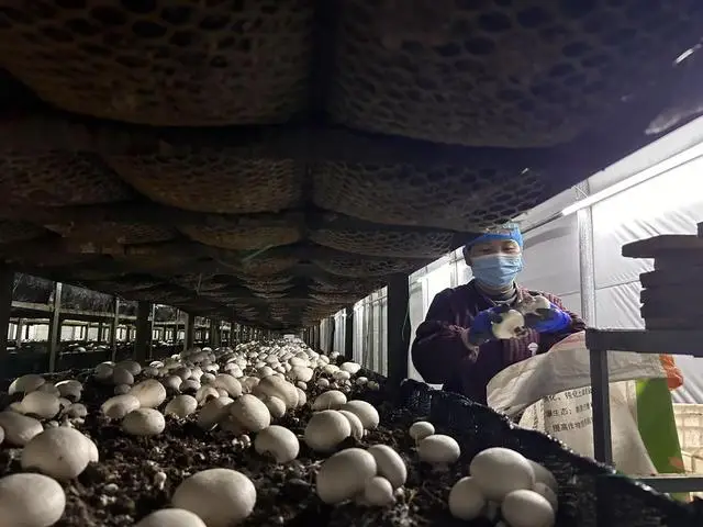 泌阳新菇事：科技引领菌类产业创新发展的未来