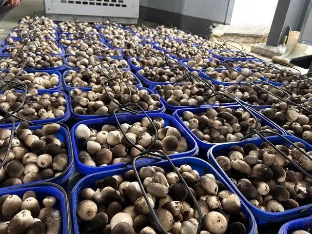 泌阳新菇事：科技引领菌类产业创新发展的未来