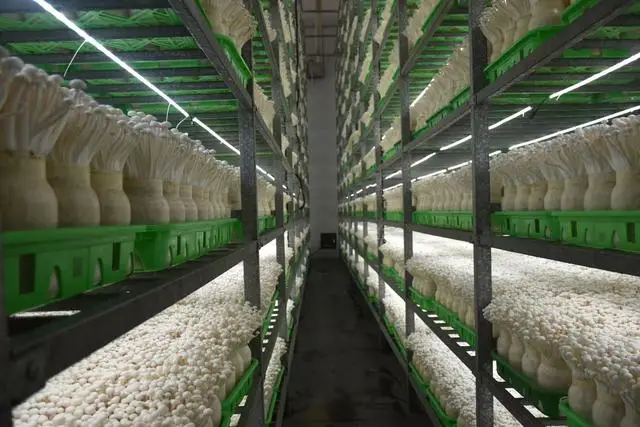 泌阳新菇事：科技引领菌类产业创新发展的未来