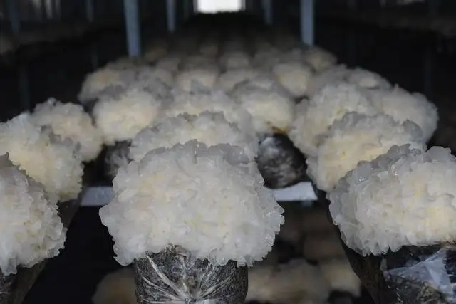 泌阳新菇事：科技引领菌类产业创新发展的未来