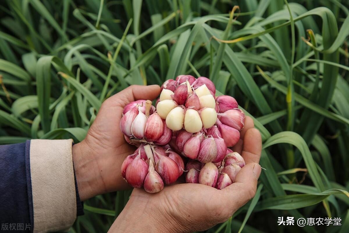 大蒜最佳播种时间指南：太早太晚都不好，掌握这几点很重要