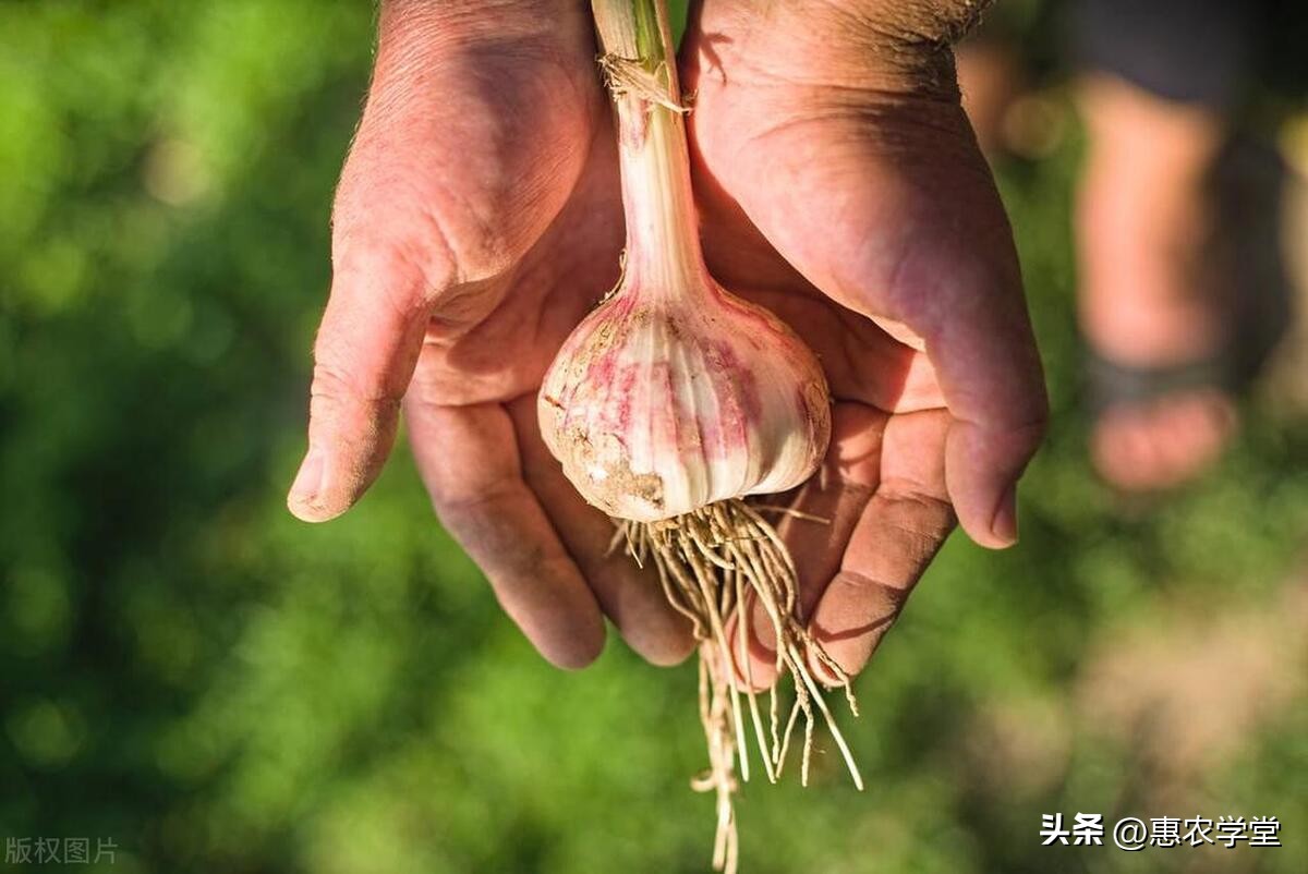大蒜最佳播种时间指南：太早太晚都不好，掌握这几点很重要