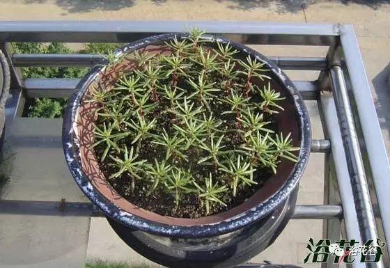 太阳花最佳播种时间及详细种植方法指南
