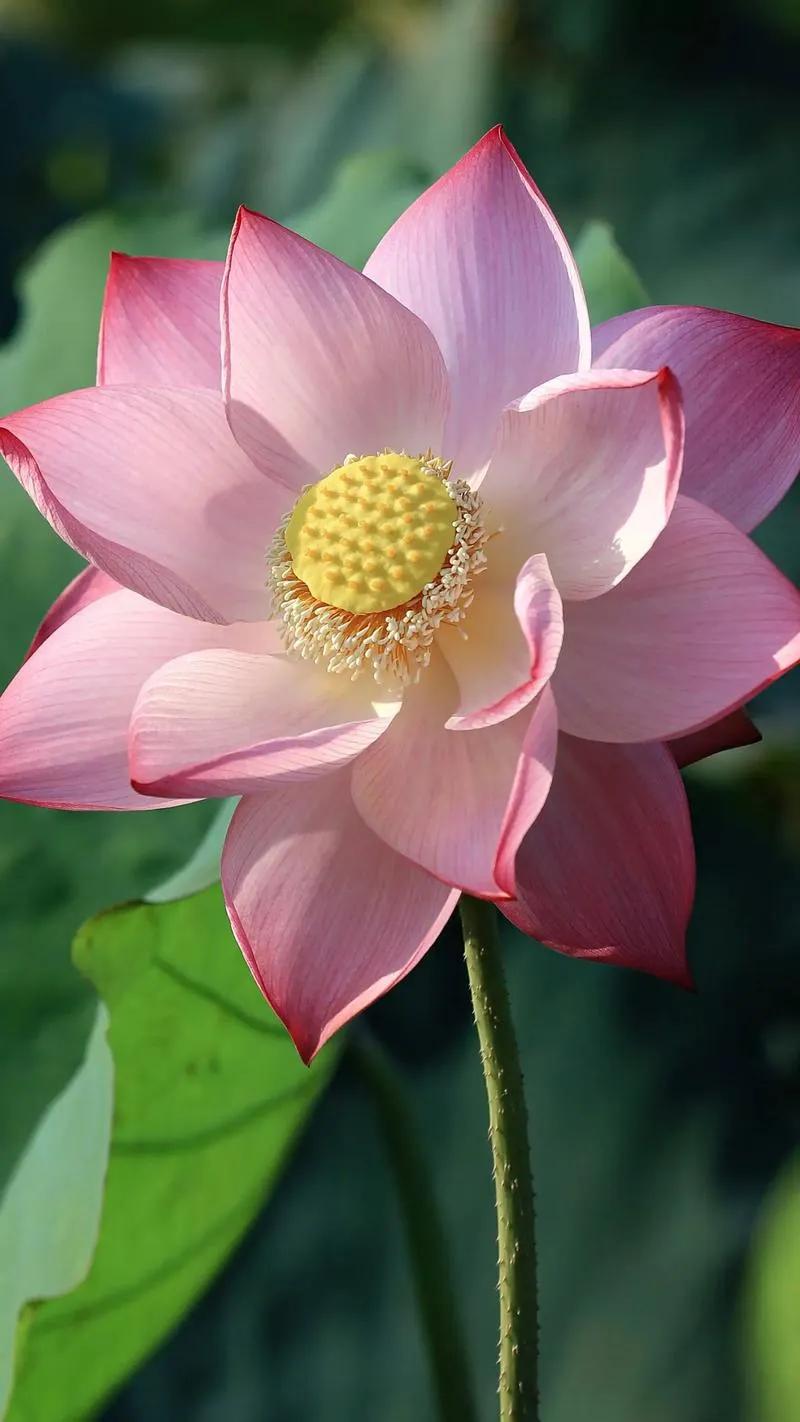 荷花的寓意：圣洁、坚韧与美好象征的深度解析
