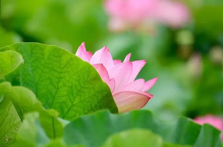 荷花的寓意：圣洁、坚韧与美好象征的深度解析