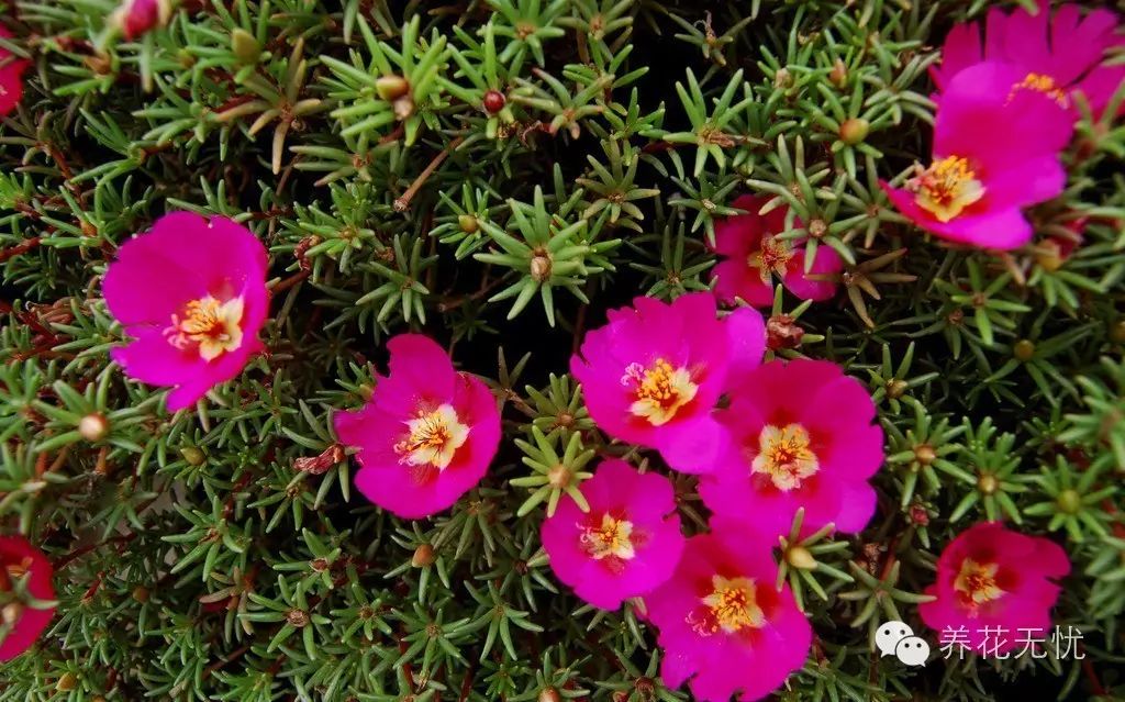 太阳花种植技术详解：从选种到收获的全面指南