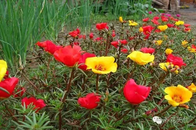 太阳花种植技术详解：从选种到收获的全面指南