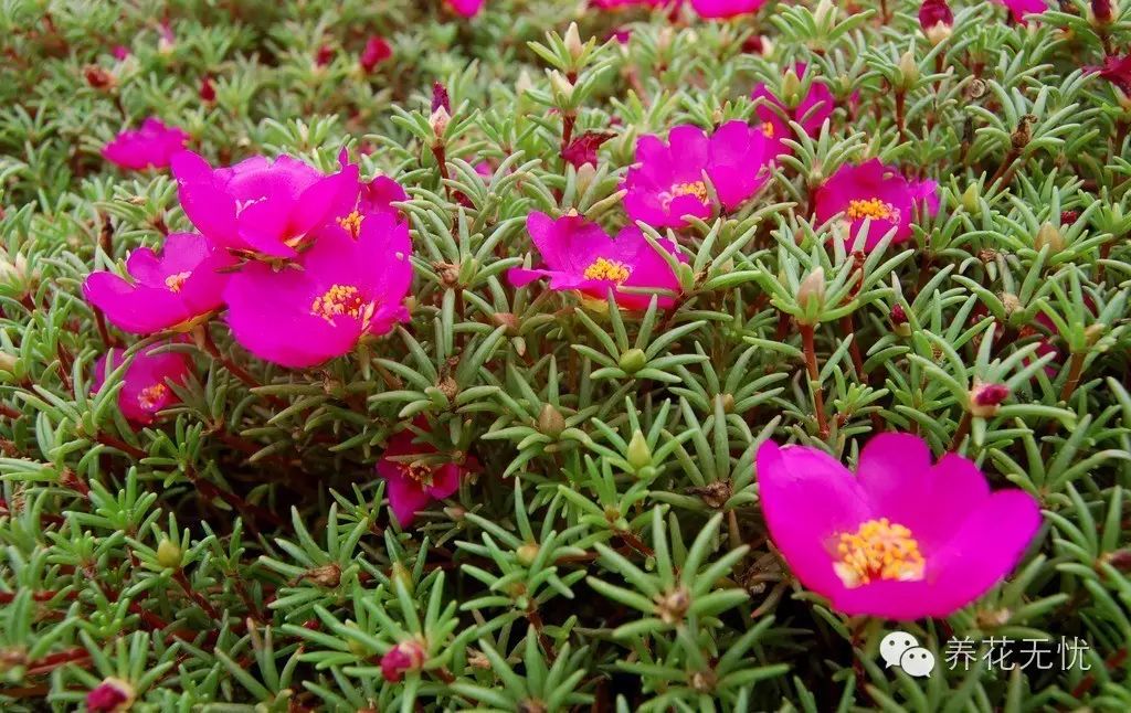 太阳花种植技术详解：从选种到收获的全面指南