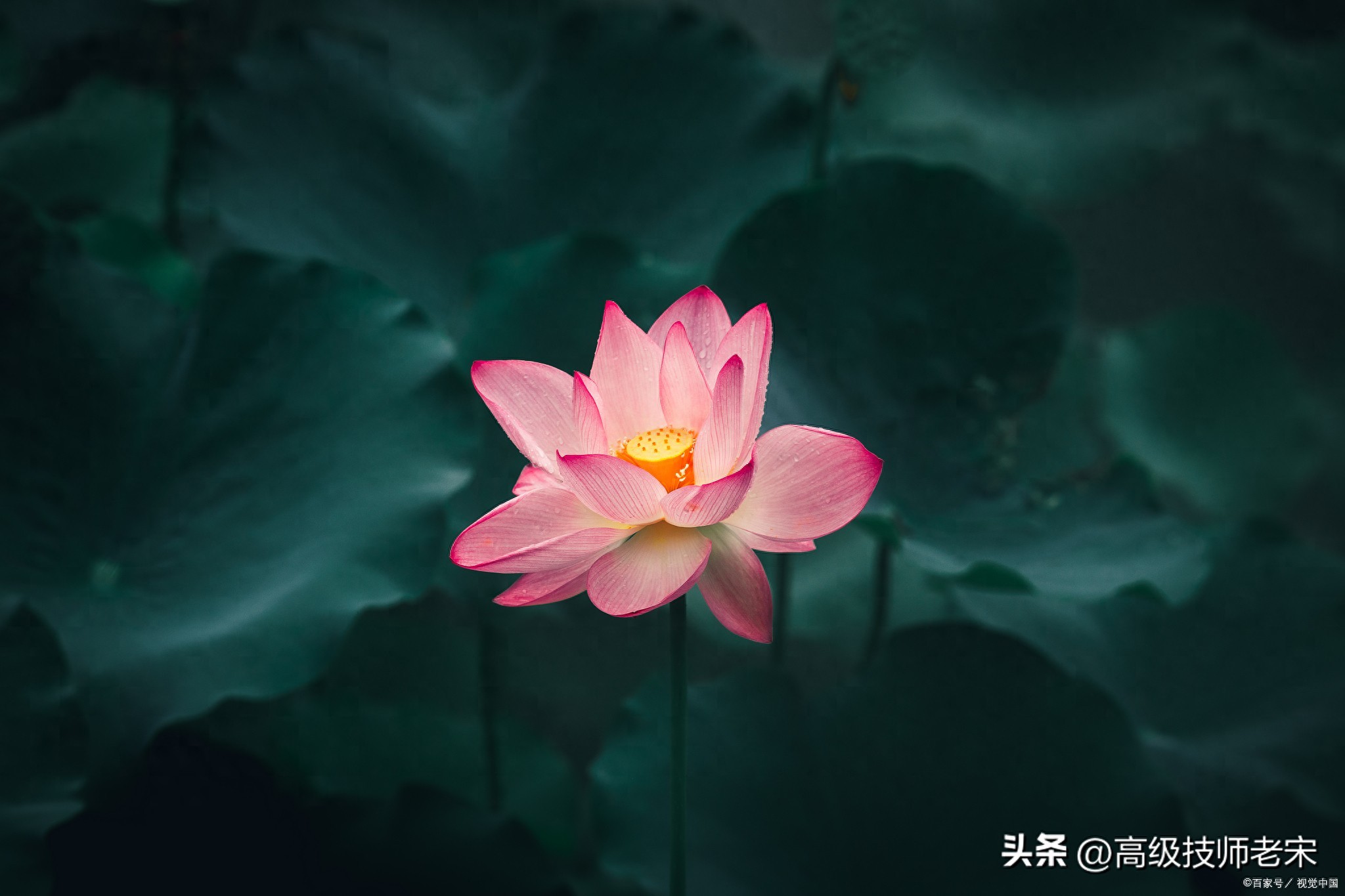 荷花：清雅脱俗的象征，寓意深远的文化内涵