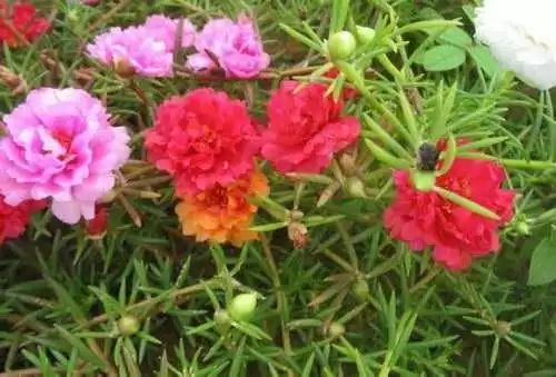 太阳花（半枝莲）种植方法与注意事项详解，轻松打造美丽花园