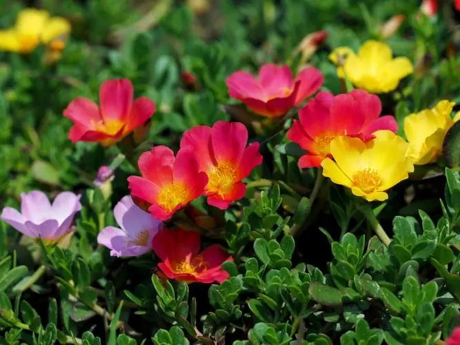 太阳花种子种植全攻略：从播种到花海的详细步骤与注意事项
